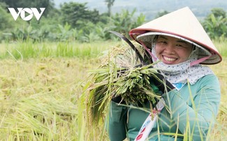 "Mùa vàng" nơi rẻo cao Lai Châu