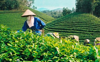 茶栽培の開発に向けたタイグエン省の努力