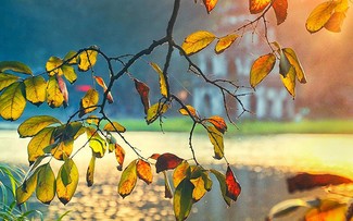 秋の葉にちなんだ曲