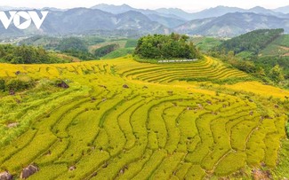 国境の里に響く収穫の喜び──クアンニン省の「新米祭り」