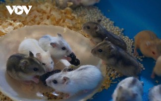 Einzigartige Modelle zum Anbau von Maulbeerbäumen und zur Hamsterzucht in der Provinz Hau Giang