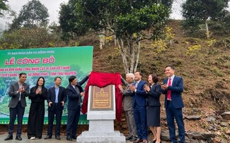 Zwölf Shan-Tuyet-Teebäume in Thai Nguyen als vietnamesische Nationalerbe-Bäume anerkannt