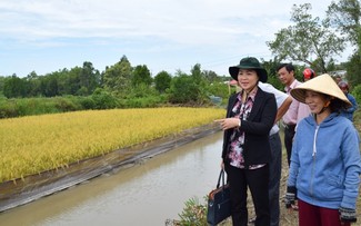 Musim Semi Tiba di Pesawahan Padi dan Udang