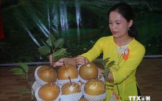 Perkenalan Buah Pir di Vietnam