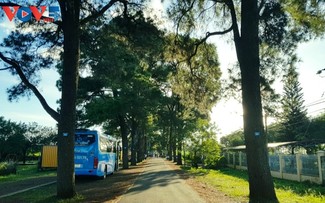 Menjelajahi Jalan Pinus Berusia Ratusan Tahun di Provinsi Gia Lai