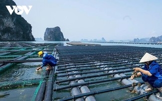 Budidaya Hasil Laut di Provinsi Quang Ninh Beradaptasi dengan Bencana Alam