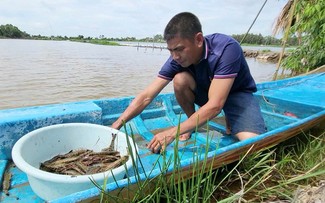 Mô hình nuôi tôm “thuận thiên” ở tỉnh Hậu Giang