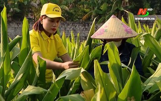 Phụ nữ khởi nghiệp phát triển dược liệu xanh