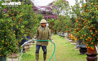 Nhộn nhịp thị trường quất cảnh những ngày giáp Tết