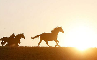 Lý ngựa ô – Khi một vó ngựa đi qua ký ức