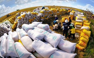 Vietnamese rice accounts for 80% of Philippines' total imports