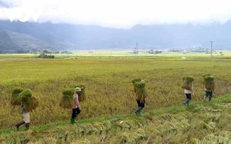 Nhộn nhịp mùa vàng trên cánh đồng Mường Than, Lai Châu