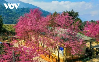 Mùa hoa anh đào bung nở nơi miền biên viễn Nghệ An