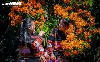 Hoa trang rừng nở rộ - “nàng thơ” của đại ngàn Gia Lai thức giấc