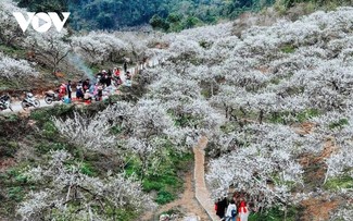 Sôi động thị trường du lịch dịp Tết Nguyên đán 2026