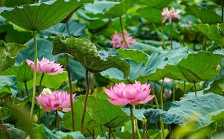 Hanoi cherishes Bach Diep lotus 