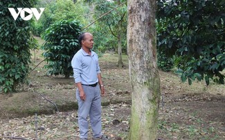 From poverty to prosperity, ethnic minority farmer uplifts his village with modern agriculture