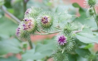 Virus gây viêm đường hô hấp: nguyên nhân và các điều trị