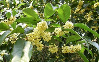 Nhận biết và phòng ngừa một số bệnh về mùa xuân 