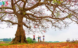 Brilla el color rojo del algodonero en campo norteño de Vietnam