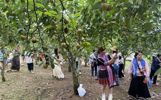 Fincas de pera en Giang Ma traen beneficios económicos a los agricultores locales