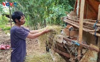 Impulsan proyecto de ganadería bovina para mejorar el sustento en la comuna de Ia Pet