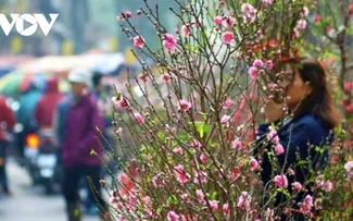 Coleccionar flores por el Tet: una tradición refinada de los hanoyenses