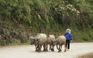 Quand les Tày et les Nùng remercient leurs buffles   