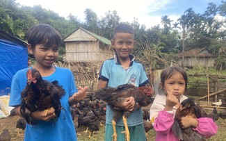 À partir d’une centaine de petites poules…