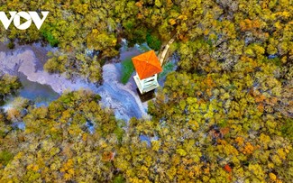 Ru Cha mangrove forest - a tourist destination in Thua Thien-Hue