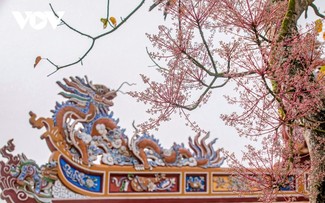 Royal Parasol - the blooming “royal” flower in Hue