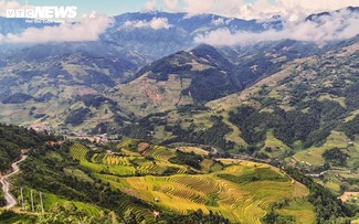 Ripe rice season in Lao Cai’s Hang Dang De village 