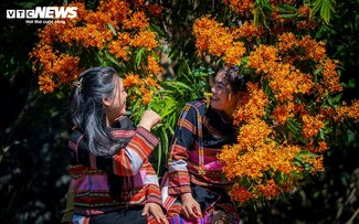 Wild ixora in full bloom – the “muse” of Gia Lai’s highlands awakens