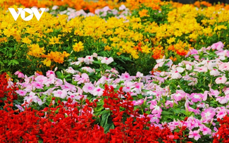 Sa Dec flower village in full bloom for Tet