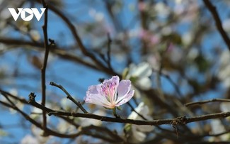 Bauhinia flowers blanket Son La as spring arrives in Vietnam’s northwest