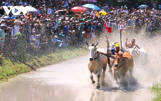 Đặc sắc Hội Đua bò Bảy Núi An Giang