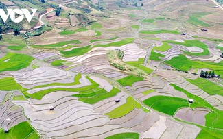 Mu Cang Chai's terraced fields: A stunning sight in the pouring season