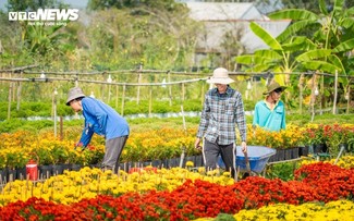 Mekong Delta’s largest flower village bursts into spring colors