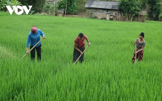 Fields in Son La green again post-typhoon