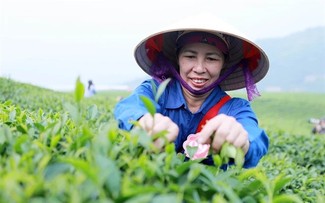 Vietnam ranks fifth in the world in tea exports