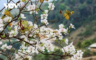 Ban (Bauhinia) Flower Festival 2025 begins