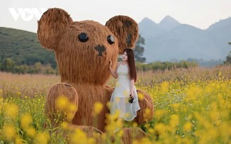 서북부 산간 지방 선라(Sơn La)성의 목쩌우(Mộc Châu) 고원에 겨울을 부르는 꽃빛