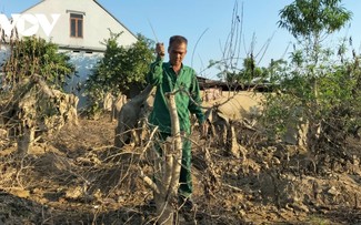 타이응우옌성 깜자 ‘복숭아꽃의 본고장’, 설맞이 꽃 수확으로 활기
