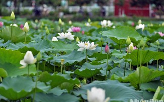 Temporada de la floración de loto en Hanói