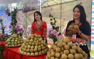 Birnenanbau in Giang Ma