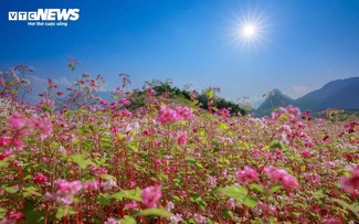 Schönheit der Steppe in Ha Giang in Saison des Echten Buchweizens