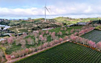 Das Kirschblüten-Fest Da Lat findet Mitte Januar 2026 statt