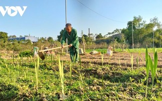 Wiederbelebung im Pfirsichanbaugebiet Cam Gia in der Provinz Thai Nguyen