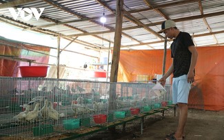 Vo Hoàng Vinh, un jeune entrepreneur qui s’enrichit grâce à son modèle d'élevage de poulets péruviens