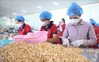 Noix de cajou: le Vietnam vise 4,5 milliards de dollars d’exportations en 2025